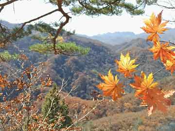 打胎药正品包邮联系方式杨德龙：2025年巴菲特股东大会干货满满
